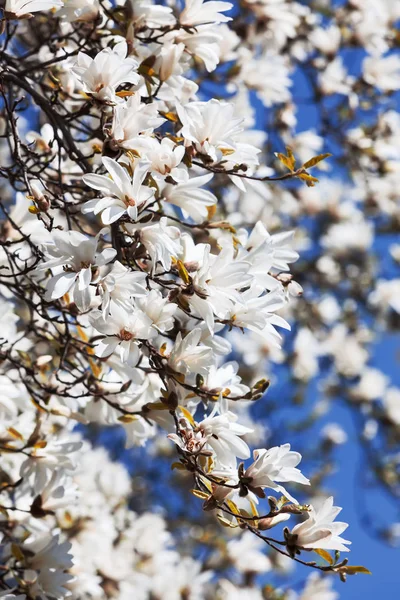 Árbol de magnolia floreciente — Foto de Stock