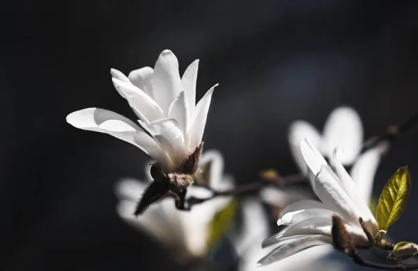 Kvetoucí magnolie strom — Stock fotografie