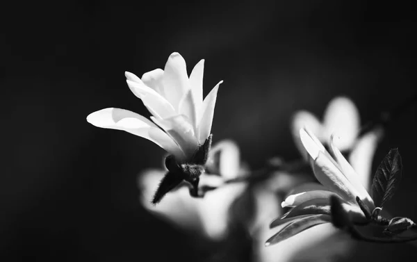 盛开的白玉兰树 — 图库照片