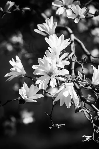 Magnolia árvore florescente — Fotografia de Stock