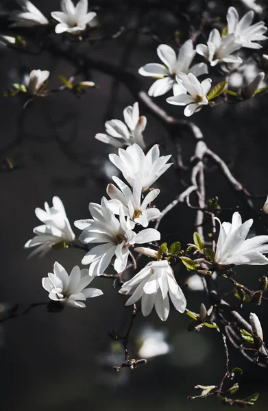 咲くマグノリアの木 — ストック写真
