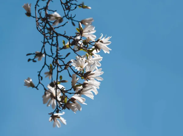 Blühender Magnolienbaum — Stockfoto