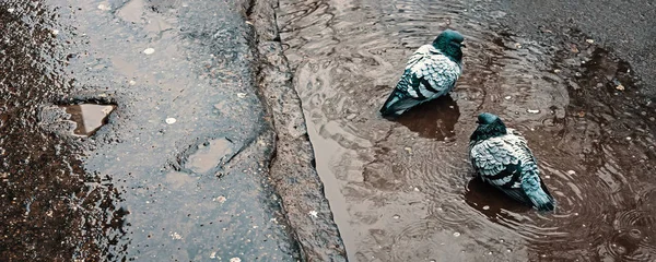 鸽子沐浴在水坑里 — 图库照片