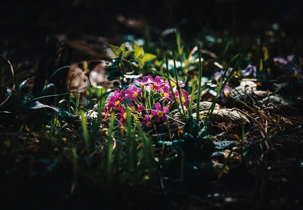 Primula in the spring garden. — Stock Photo, Image