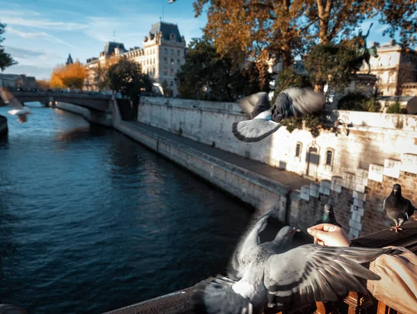 Kuşlar Paris'te. Pont au çift görünümünden — Stok fotoğraf