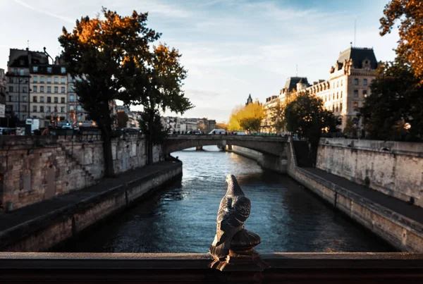 Kuşlar Paris'te. Pont au çift görünümünden — Stok fotoğraf