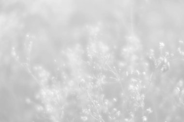 Bulanık çimen çiçekler arka plan