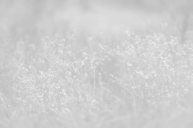 Bulanık çimen çiçekler arka plan