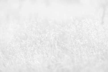 Bulanık çimen çiçekler arka plan