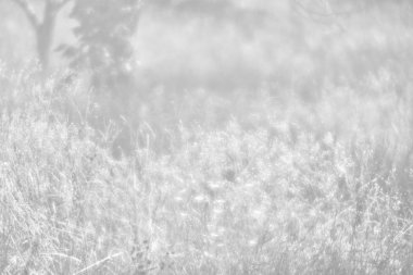 Bulanık çimen çiçekler arka plan