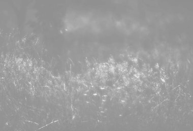 Bulanık çimen çiçekler arka plan