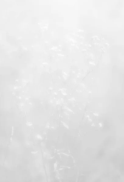 Rozmazané květy sněhová vločka — Stock fotografie