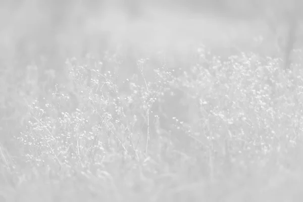 ぼやけている草の花背景 — ストック写真