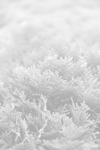 Gröna thuja bush — Stockfoto