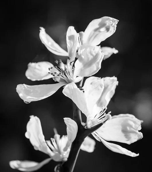 Hatású Poncirus Trifoliata — Stock Fotó