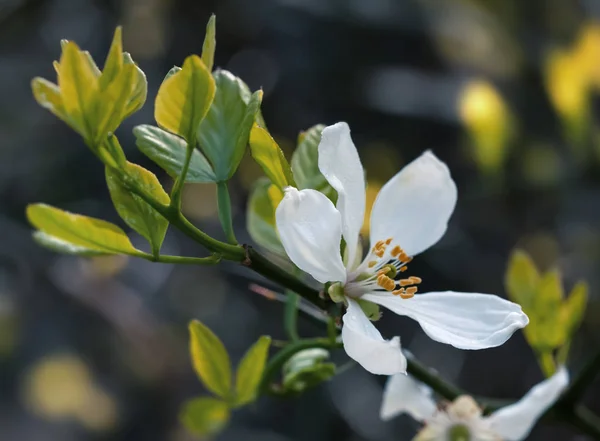 Poncirus trifoliata — 스톡 사진