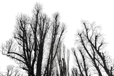 beyaz izole ağaç siluet