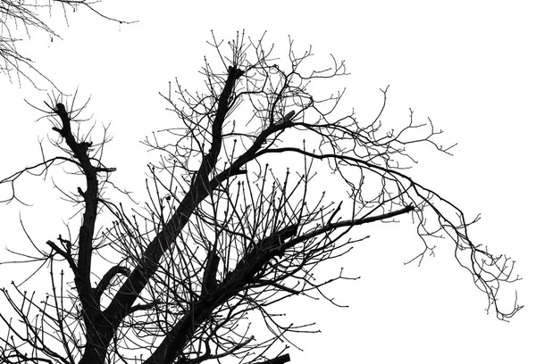 Silhouette albero isolato su bianco — Foto Stock