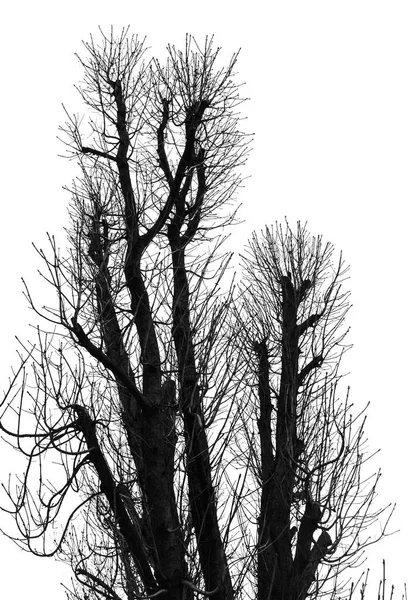 Silueta de árbol aislada en blanco — Foto de Stock