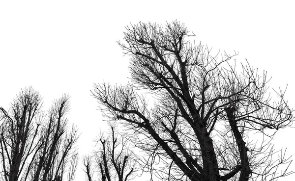 Silhouette albero isolato su bianco — Foto Stock