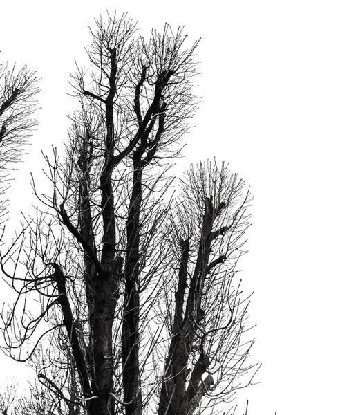 Tree Silhouette Isolated on White — Stock Photo, Image