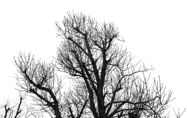 Silhouette albero isolato su bianco — Foto Stock