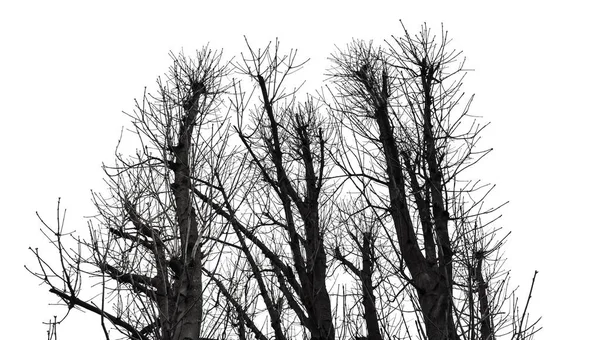 Silueta de árbol aislada en blanco — Foto de Stock