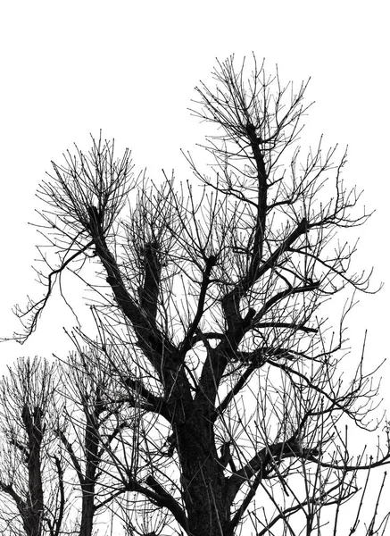 白で隔離される木のシルエット — ストック写真