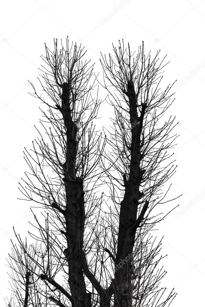 Tree Silhouette Isolated on White