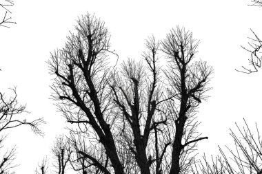 beyaz izole ağaç siluet