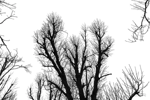 Silhouette albero isolato su bianco — Foto Stock