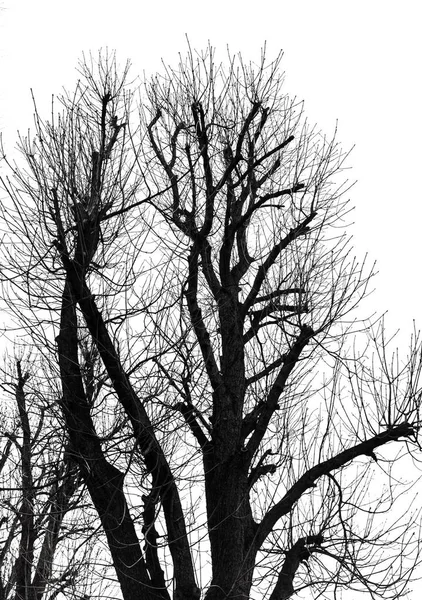 Silhouette d'arbre isolée sur blanc — Photo