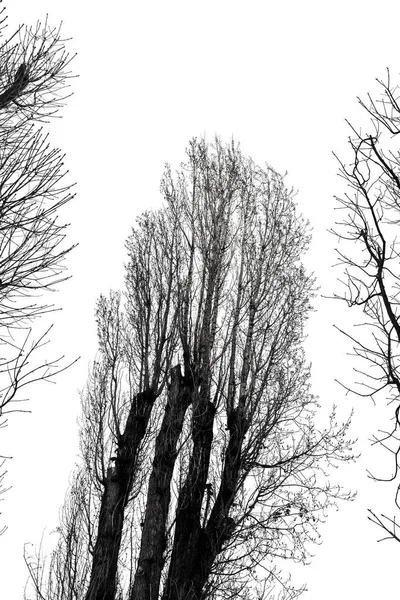 Silueta de árbol aislada en blanco — Foto de Stock