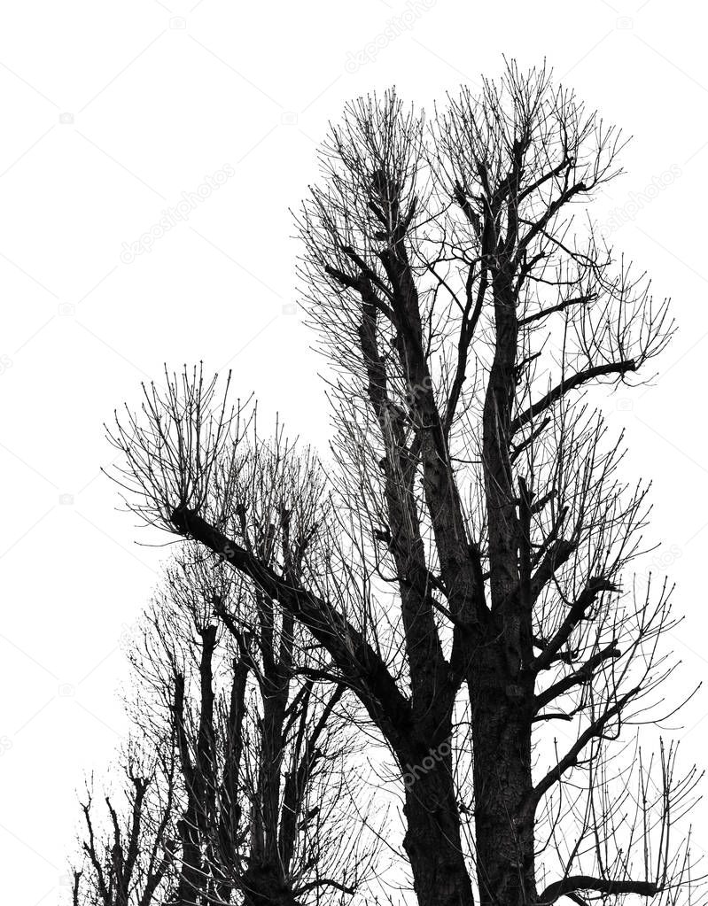 Tree Silhouette Isolated on White