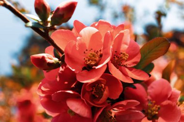 Japonca Ayva çiçek