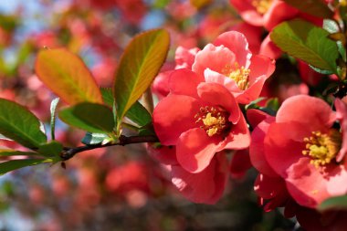 Japonca Ayva çiçek