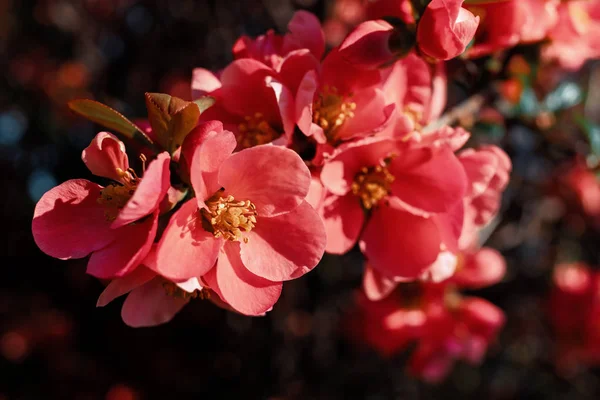 日本海棠花 — 图库照片