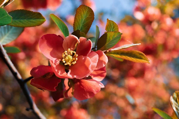 Japanese quince flowers — Stock Photo, Image