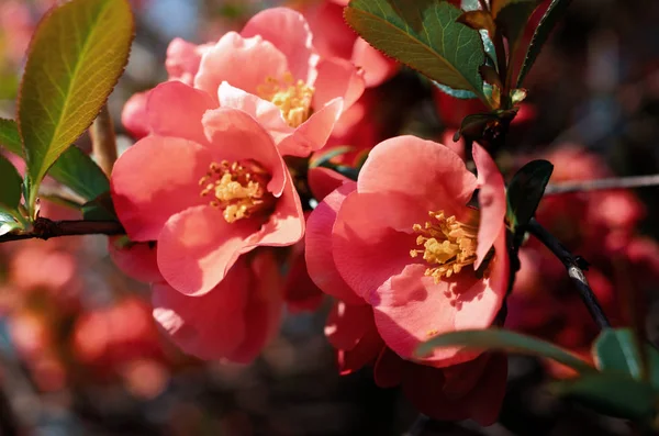 Japanese quince flowers — Stock Photo, Image