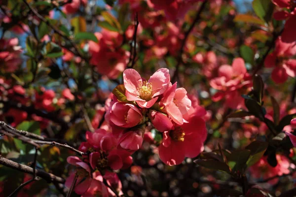 Flores japonesas de membrillo —  Fotos de Stock