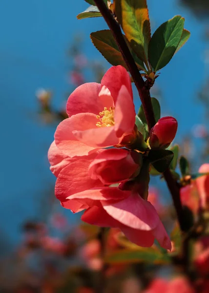 Japanese quince flowers — Stock Photo, Image