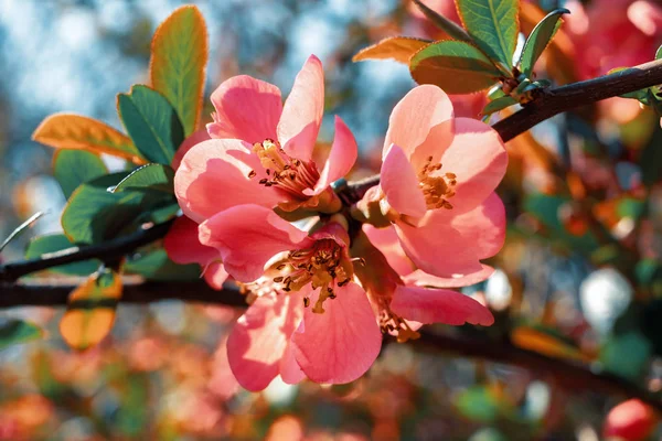 Japanese quince flowers — Stock Photo, Image
