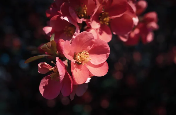 Ιάπωνες κυδώνι λουλούδια — Φωτογραφία Αρχείου