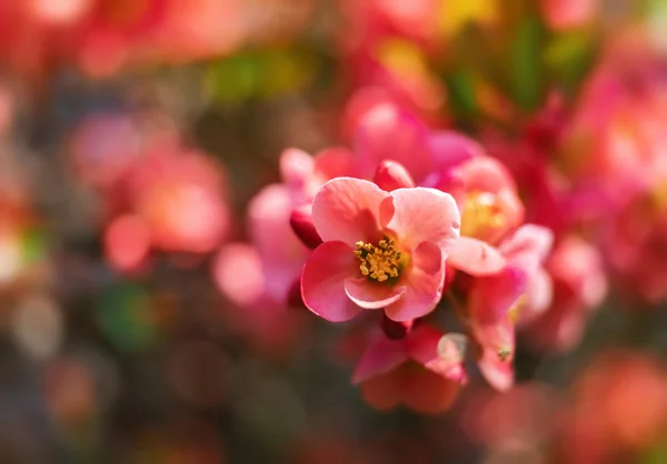 Japán birs virágok — Stock Fotó