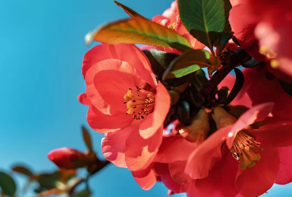 Japanese quince flowers — Stock Photo, Image