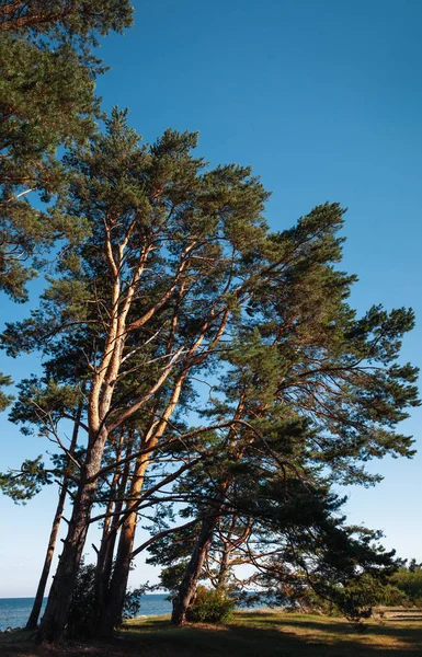 波罗的海沿岸的松树 — 图库照片
