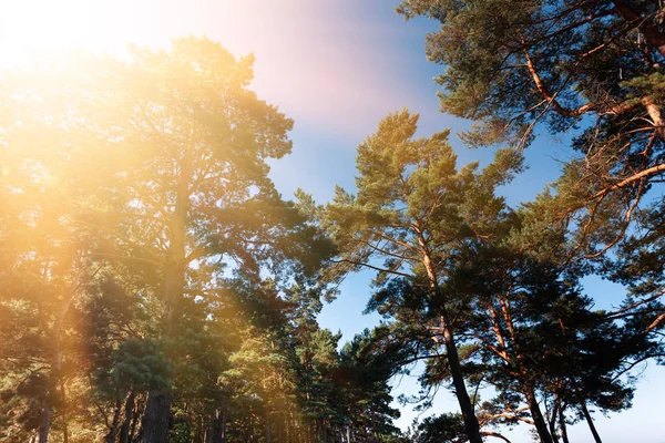 Kiefern an der Ostseeküste — Stockfoto