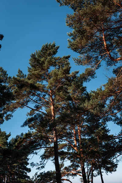 波罗的海沿岸的松树 — 图库照片