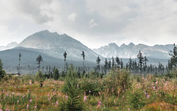 National Park High Tatra — Stock Photo, Image