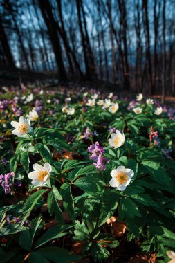 İlk bahar çiçekleri